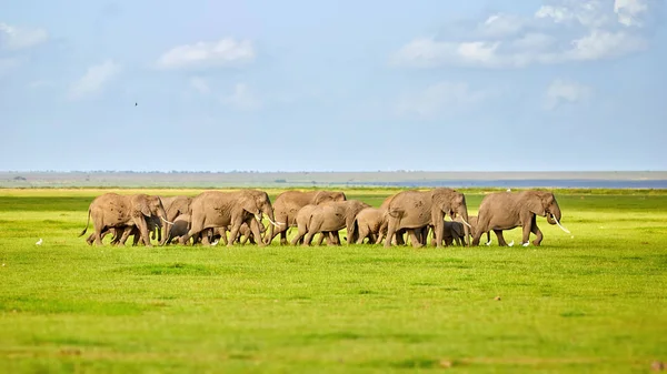 암보셀리 케냐에서 전형적인 아프리카 하늘에 사바나에 아프리카 코끼리의 거대한 탄자니아의 — 스톡 사진