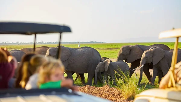 Safari Tatili Bir Safari Arabasının Çatısından Afrika Fillerini Izleyen Sarışın — Stok fotoğraf