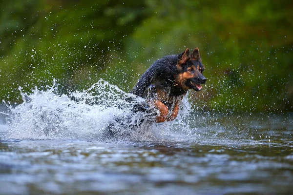 Chlupatý Pes Skákající Vodě Řeky Hlavu Osvětlený Sluncem Tmavém Pozadí — Stock fotografie
