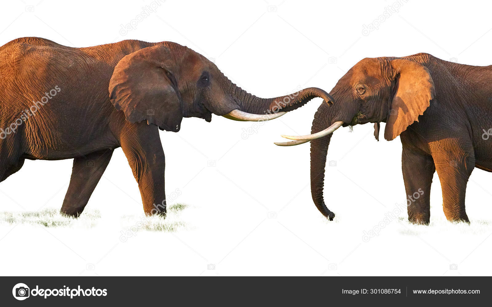 Siluet Gajah Stok Foto Siluet Gajah Gambar Bebas Royalti Depositphotos