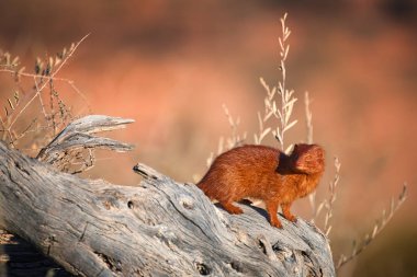 İnce Mongoose, Galerella sanguinea, kırmızımsı renkli küçük afrika etobur Kgalagadi Transfrontier Park, Botsvana kırmızı kum tepeleri karşı ölü akasya gövde üzerinde oturan. Vahşi hayvan fotoğrafçılığı.