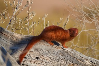 İnce Mongoose, Galerella sanguinea, kırmızımsı renkli küçük afrika etobur Kgalagadi Transfrontier Park, Botsvana kırmızı kum tepeleri karşı ölü akasya gövde üzerinde oturan. Vahşi hayvan fotoğrafçılığı.