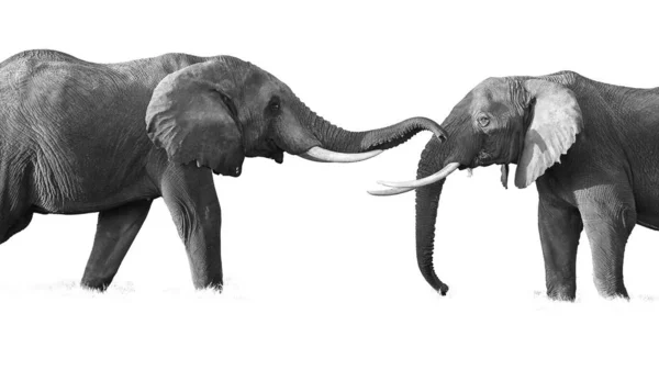 Groupe Éléphants Africains Sur Fond Blanc — Photo