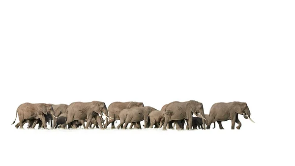 Grupo Elefantes Africanos Sobre Fondo Blanco — Foto de Stock