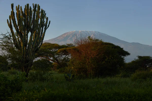 Typisch Afrikaans Landschap Mount Kilimanjaro Uitzicht Besneeuwde Hoogste Afrikaanse Berg — Stockfoto