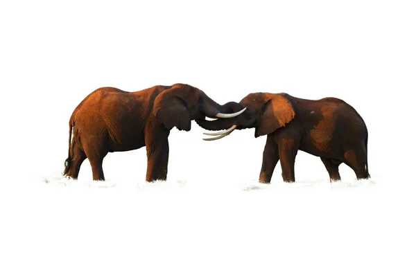 Groupe Éléphants Africains Sur Fond Blanc — Photo
