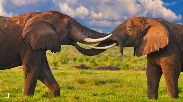 Safari Africano Piedi Vulcano Kilimangiaro Stagione Verde Nel Parco Nazionale — Foto Stock