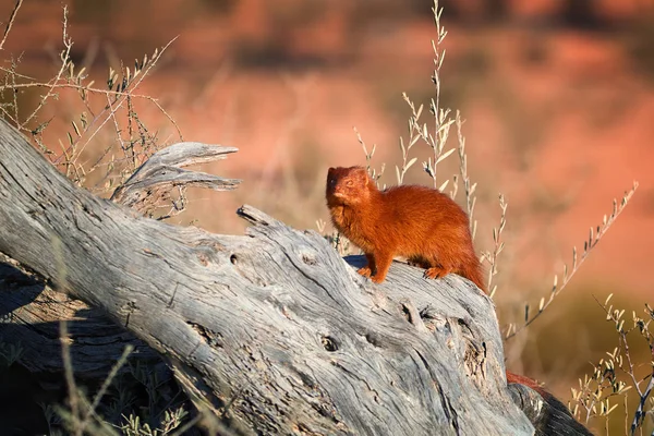 Smal Mongoose Galerella Sanguinea Rödaktig Färgad Liten Afrikansk Rovdjur Sitter — Stockfoto
