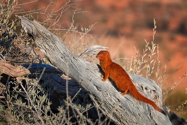 Karcsú Mongoose Galerella Sanguinea Vöröses Színű Kis Afrikai Ragadozó Ült — Stock Fotó