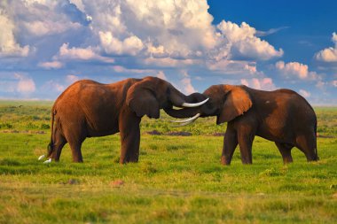 Kenya safarisi. Bir yanardağ Kilimanjaro eteklerinde Afrika tatil, Amboseli milli parkı yeşil sezon. İki büyük Afrika fili dramatik gökyüzüne karşı gövdelerine dokunuyor..