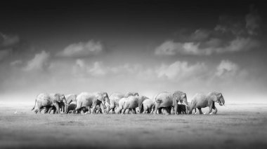 Afrika Filleri büyük sürü sanatsal, siyah ve beyaz fotoğraf, Loxodonta africana, yetişkinlerden koyu arka plan, savana, düşük açı fotoğraf karşı yeni doğan buzağı için. Amboseli ulusal parkı, Kenya.