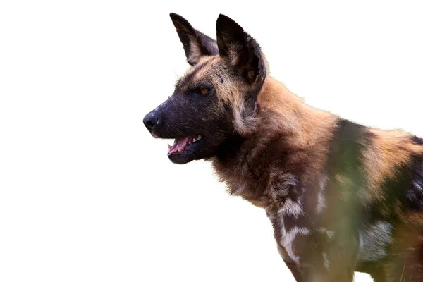 Isolerad Vit Bakgrund Porträtt Afrikansk Vild Hund Lycaon Pictus Afrikanska — Stockfoto