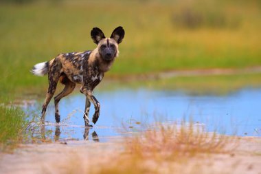 Afrika Vahşi Köpeği, Lycaon pictus, mavi su birikintisi yürüyen Afrika boyalı köpek, doğrudan kameraya bakıyor. Moremi oyun rezervi, Botsvana. Düşük açılı fotoğraf, Afrika'nın nesli tükenmekte olan vahşi hayvanlar.