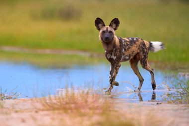 Afrika Vahşi Köpeği, Lycaon pictus, mavi su birikintisi yürüyen Afrika boyalı köpek, doğrudan kameraya bakıyor. Moremi oyun rezervi, Botsvana. Düşük açılı fotoğraf, Afrika'nın nesli tükenmekte olan vahşi hayvanlar.