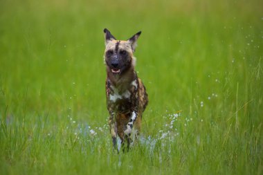 Afrika Vahşi Köpeği, Lycaon pictus, sıçrayan suda, doğrudan kamerada koşuyor. Afrika'da nesli tükenmekte olan yırtıcının yakından çekilmiş fotoğrafı. Düşük açılı fotoğraf, yeşil Moremi, Okavango delta, Botsvana.