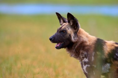 Afrika Vahşi Köpeği'nin portresi, Lycaon pictus, Afrika'da nesli tükenmekte olan yırtıcı hayvan, yeşil savanaya karşı. Yan görünüm. Dikkat alfa erkek, kulaklar dikilmiş, yeşil Moremi, Okavango delta, Botsvana.