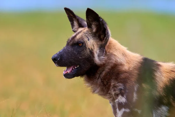 Portrait African Wild Dog Lycaon Pictus African Endangered Predator Green — Stock Photo, Image
