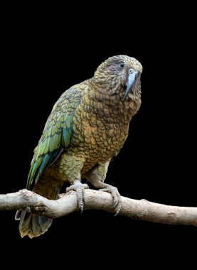 Isolated on black background, vertical portrait of alpine parrot, Kea, Nestor notabilis, protected  olive-green parrot with scarlet underwings. Endemic to New Zealand. clipart