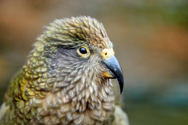 Alp papağanı portresi, Kea, Nestor notabilis, kırmızı kanatlı zeytin yeşili papağan. Yeni Zelanda 'ya salgın hastalık. Yan görüş, kayalık arka planlar, doğal çevre.