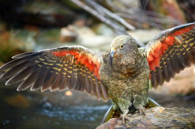 Uçan alp papağanı Kea, Nestor notabilis, kırmızı kanatlı zeytin yeşili papağan. Güney Adası, Yeni Zelanda 'ya özgü bir kuş türü..