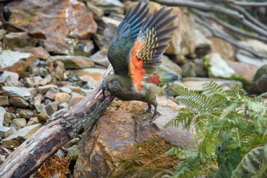 Uçan alp papağanı Kea, Nestor notabilis, kırmızı kanatlı zeytin yeşili papağan. Güney Adası, Yeni Zelanda 'ya özgü bir kuş türü..