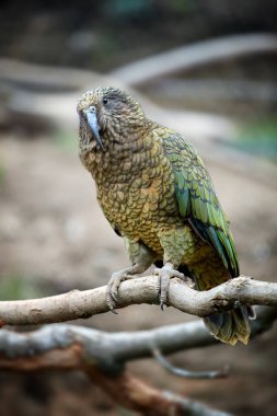 Korunan dağ papağanı Kea, Nestor notabilis, nesli tükenmekte olan Güney Adası, Yeni Zelanda 'lı kahverengi-yeşil bir papağan, bir kayanın üzerinde oturuyor. Dikey, ön manzara, kayalık arka planlar, doğal ortam. Kuş tutsak. Hayvanat bahçesi. 