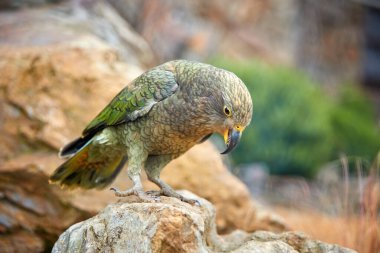 Korunan dağ papağanı Kea, Nestor notabilis, nesli tükenmekte olan Güney Adası, Yeni Zelanda 'lı kahverengi-yeşil bir papağan, bir kayanın üzerinde oturuyor. Yan görüş, kayalık arka planlar, doğal çevre.