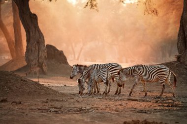 Afrika yaban hayatı. Zebra sürüsü arka ışıklandırılmış antik Zambesi ormanlarına karşı. Mana Havuz Ulusal Parkı 'ndaki vahşi hayvanlar, Zimbabwe. Unesco miras sitesinde vahşi yaşam fotoğrafçılığı.