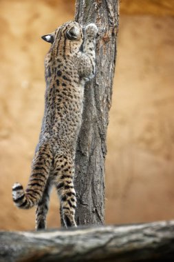 Oncilla, Leopardus tigrinus, pençelerini ağaca sürtüyor. Güney Amerikalı benekli bir kedinin dikey görüntüsü. Bulutlu bir ormanda nesli tükenmekte olan bir hayvan..