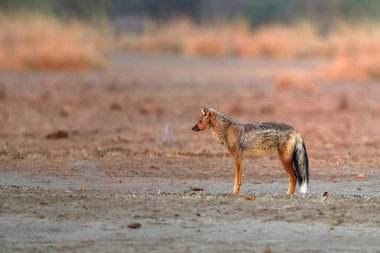 Yan çizgili çakal, Canis adustus, erkek, Afrika 'ya özgü köpek, yan görüş, alçak açı, pembe renkli ışık. Kurak mevsim. ManaPools, Zimbabwe 'de Safari.