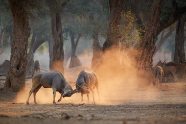 Eland antelope, Taurotragus oryx, two males fighting in an orange  cloud of dust, illuminated by morning sun. Low angle,  animals in action, wildlife photography in Mana Pools, Zimbabwe. clipart