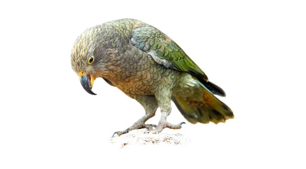 Isolerad Vit Bakgrund Fjällpapegoja Kea Nestor Notabilis Utrotningshotad Brungrön Papegoja — Stockfoto