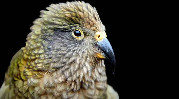 Isoliert Auf Schwarzem Hintergrund Porträt Des Alpenpapageis Kea Nestor Notabilis — Stockfoto