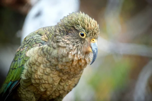 Retrato Loro Alpino Kea Nestor Notabilis Loro Verde Oliva Protegido — Foto de Stock