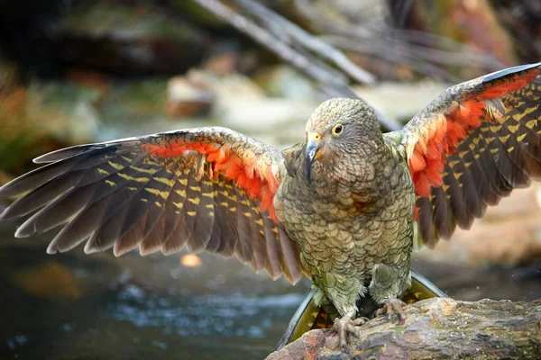 Fliegender Alpenpapagei Kea Nestor Notabilis Geschützter Olivgrüner Papagei Mit Scharlachroten — Stockfoto