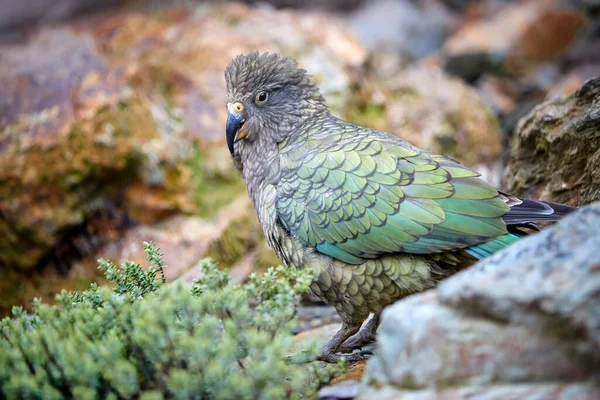 Korunan Dağ Papağanı Kea Nestor Notabilis Nesli Tükenmekte Olan Güney — Stok fotoğraf