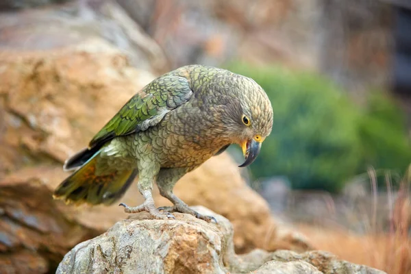 Korunan Dağ Papağanı Kea Nestor Notabilis Nesli Tükenmekte Olan Güney — Stok fotoğraf
