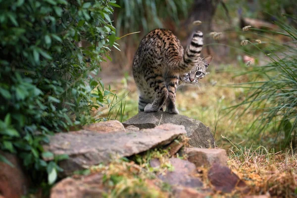 Oncilla Leopardo Tigrinus Vista Diretta Sul Gatto Maculato Sudamericano Camminando — Foto Stock