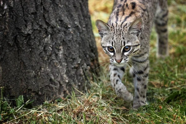 Oncilla Leopardus Tigrinus 直接看到南美洲的小斑点猫 直接在镜头前行走 受威胁的云雾森林动物 — 图库照片