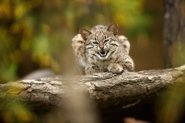 Oncilla Leopardo Tigrinus Vista Diretta Sul Gatto Maculato Piccolo Sudamericano — Foto Stock