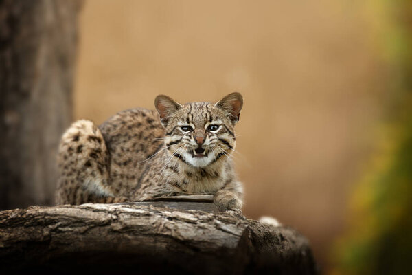 Oncilla, Leopardus tigrinus. Direct view on south american small spotted cat. Angry tigrillo with opened mouth, showing teeths.  Threatened animal of cloud forest.