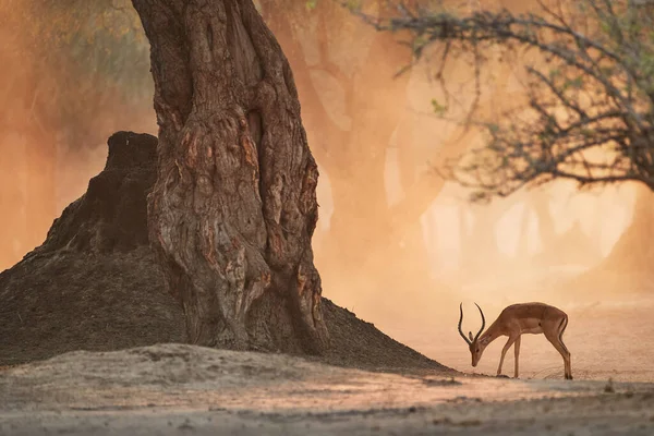 Afrikanische Landschaft Mit Tieren Impala Antilope Orangefarbener Staubwolke Beleuchtet Von — Stockfoto