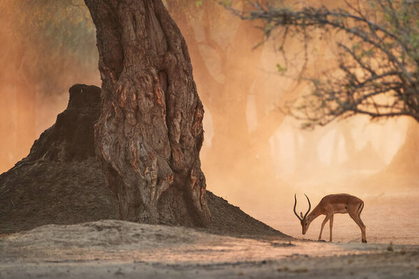 African landscape with animals. Impala antelope in orange cloud of dust, illuminated by morning sun. Ancient forest of Mana Pools, Zimbabwe.