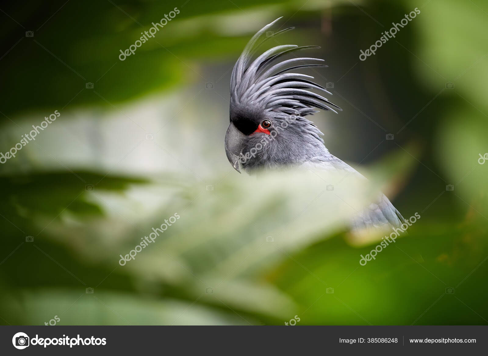 棕榈鹦鹉Palm Cockatoo 原生于新几内亚热带雨林是一种大型烟熏灰色鹦鹉有巨大的顶冠在朦胧的绿叶中栖息着一只鹦鹉的近照——