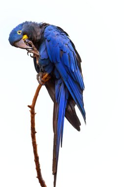 Beyaz arka planda izole edilmiş, büyük mavi papağan dikey görünümü, Hyacinth macaw, Anodorhynchus hyacinthinus, dal üzerine tünemiş. Savunmasız, tehdit altındaki Türler.