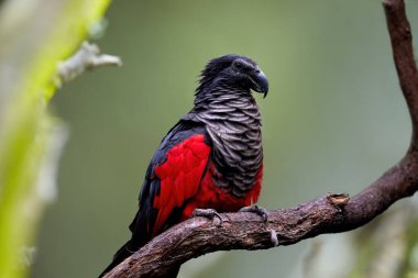 Pesquet's parrot, Psittrichas fulgidus, red and black, vulturine parrot, endemic to montane rainforest in New Guinea. Vulnerable, threatened Species. clipart