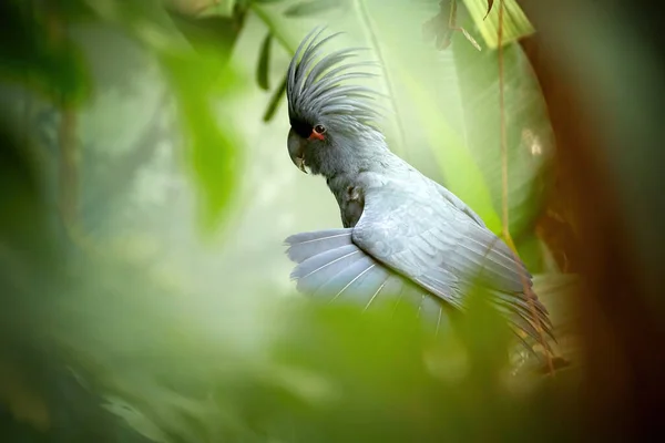 Palmové Kakadu Probosciger Aterrimus Velký Zakouřený Šedý Papoušek Vztyčeným Velkým — Stock fotografie
