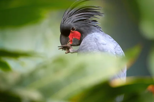 Palm Cockatoo Probosciger Aterrimus Большой Дымно Серый Попугай Установленным Большим — стоковое фото