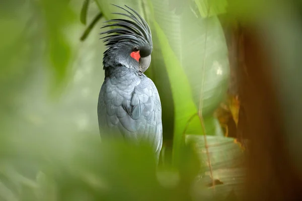Palmové Kakadu Probosciger Aterrimus Velký Zakouřený Šedý Papoušek Vztyčeným Velkým — Stock fotografie