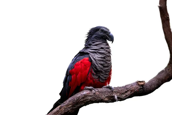 Isolated White Pesquet Parrot Psittrichas Fulgidus Red Black Vulturine Parrot — Stock Photo, Image